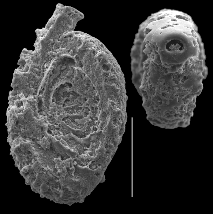 Spirophtalmidium scabrum