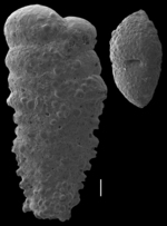 Spirotextularia fistulosa