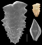 Spirotextularia floridana