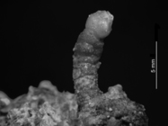 Sporadotrema cylindricum