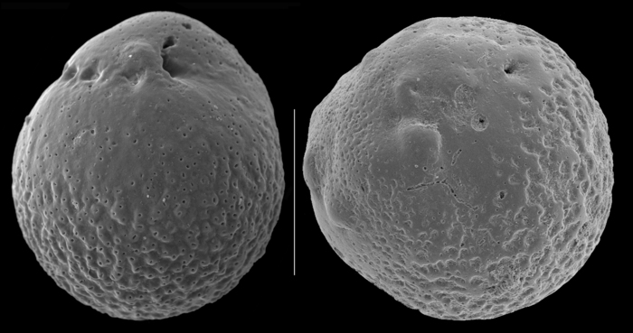 Stictogongylus rugata Stictogongylus rugata