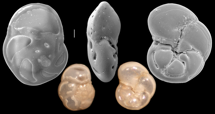 Stomatorbina concentrica