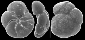 Āmmonia ariakensis quiltyi Hayward and Holzman, 2021