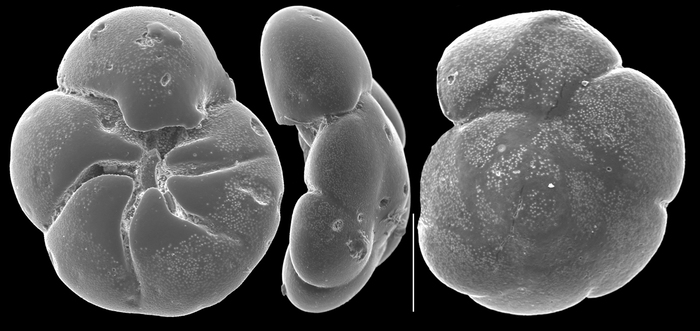 Āmmonia ariakensis quiltyi Hayward and Holzman, 2021