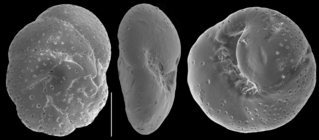 Svratkina australiensis