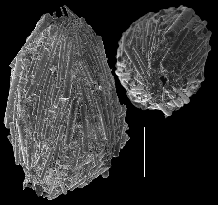 Technitella melo Technitella melo