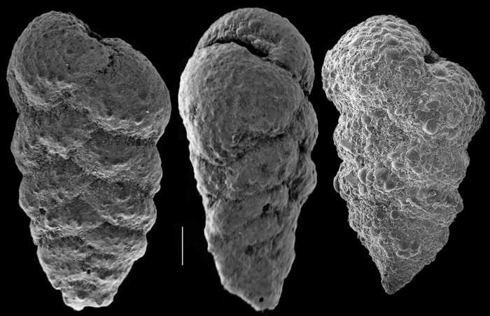 Textularia agglutinans Textularia agglutinans