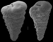 Textularia calva
