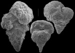 Textularia candeiana