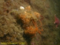 Chelicerata (sea spiders & mites)