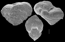 Textularia dupla