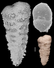 Textularia fistula