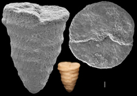 Textularia goessi