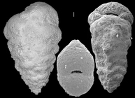 Textularia kerimbaensis