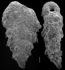 Textularia occidentalis
