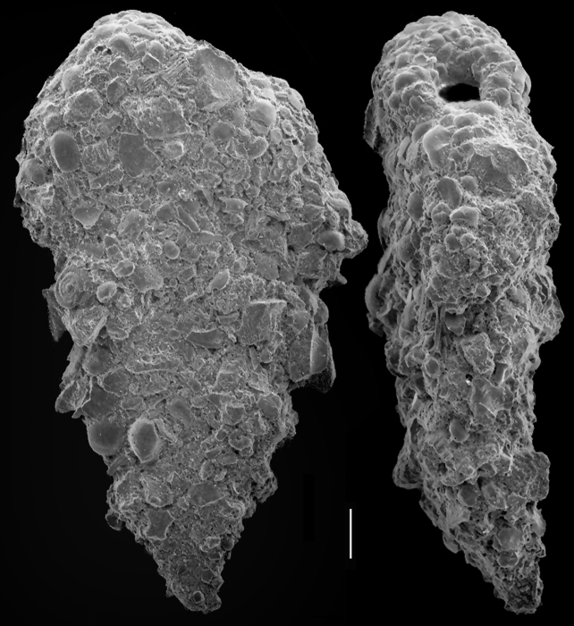 Textularia occidentalis