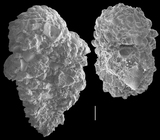 Textularia oceanica