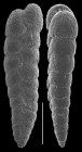 Textularia porrecta