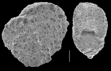 Textularia pseudosolita