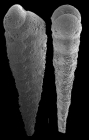Textularia stricta