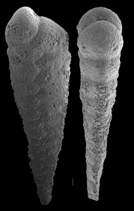 Textularia stricta