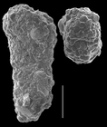 Textularia truncatiformis