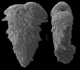 Textularia tubulosa