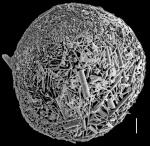 Thurammina papyracea