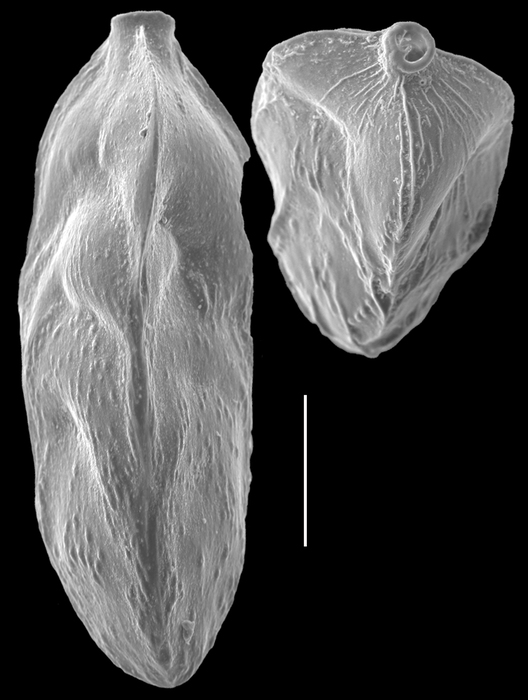 Trifarina bradyi Trifarina bradyi
