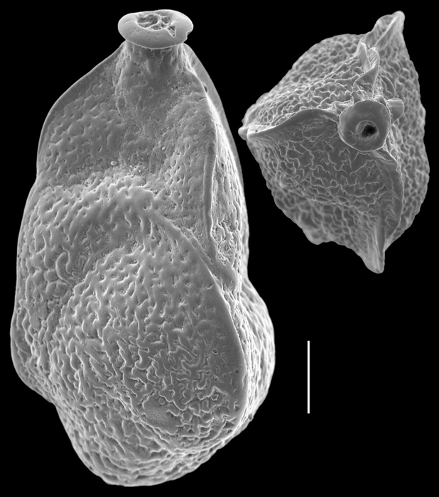Trifarina reussi