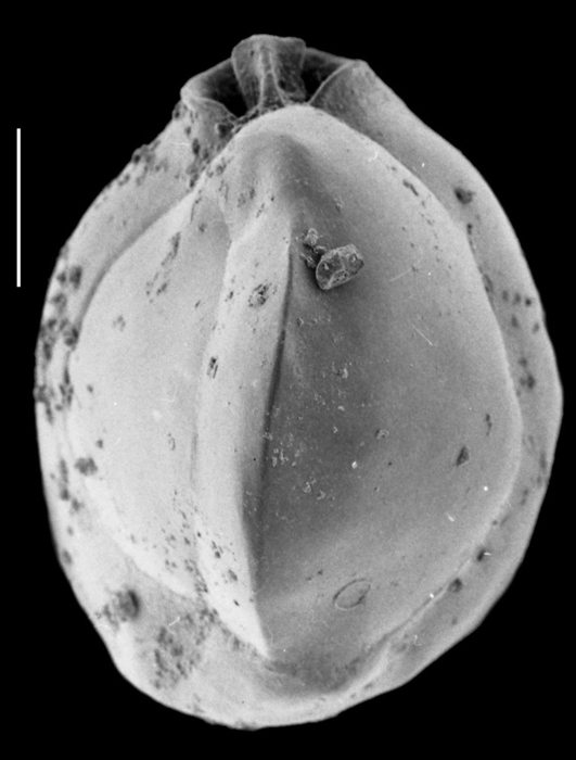 Triloculina affinis Triloculina affinis