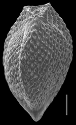 Triloculina bertheliliana