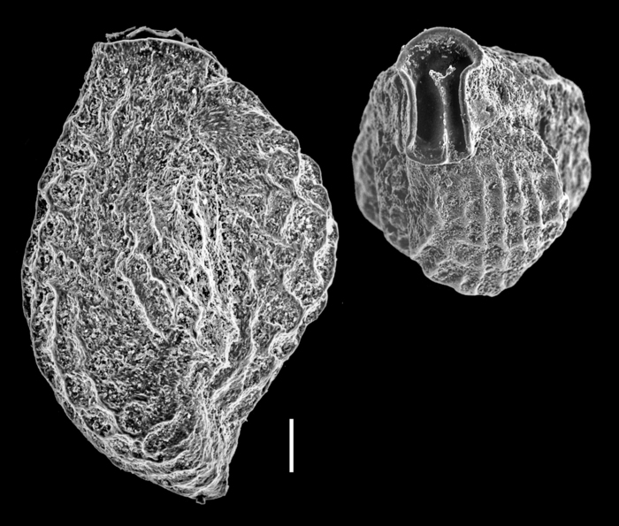Triloculina bicarinata
