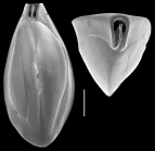 Triloculina elongotricarinata
