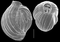 Triloculina fichteliana