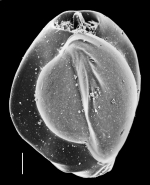 Triloculina latiformis