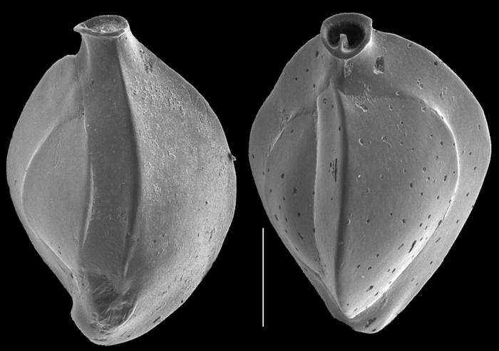 Triloculina marshallana Triloculina marshallana