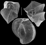 Triloculina serrulata