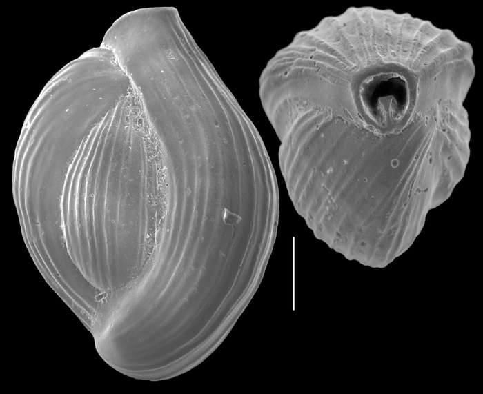 Triloculina striatotrigonula