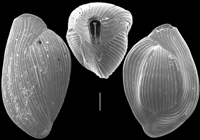 Triloculina terquemiana