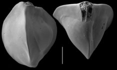 Triloculina tricarinata