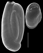 Triloculinella hornibrooki