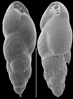 Trimosina orientalis