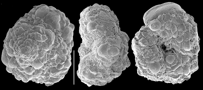 Trochamminopsis quadriloba Trochamminopsis quadriloba