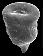 Ungulatella pacifica