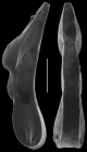 Vaginulina reophagina