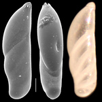 Vaginulopsis sublegumen