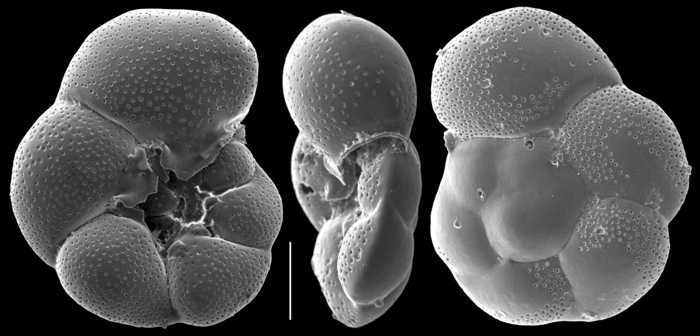 Valvulineria candeiana