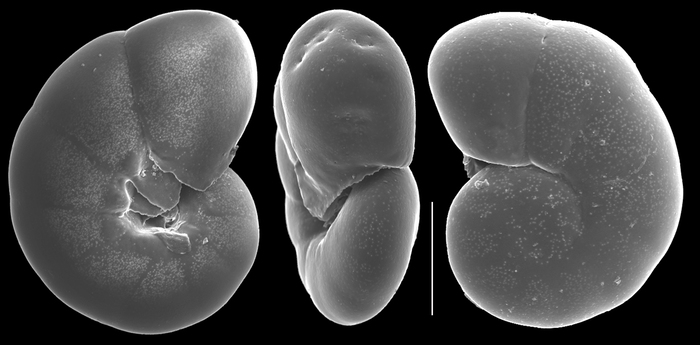 Valvulineria minuta