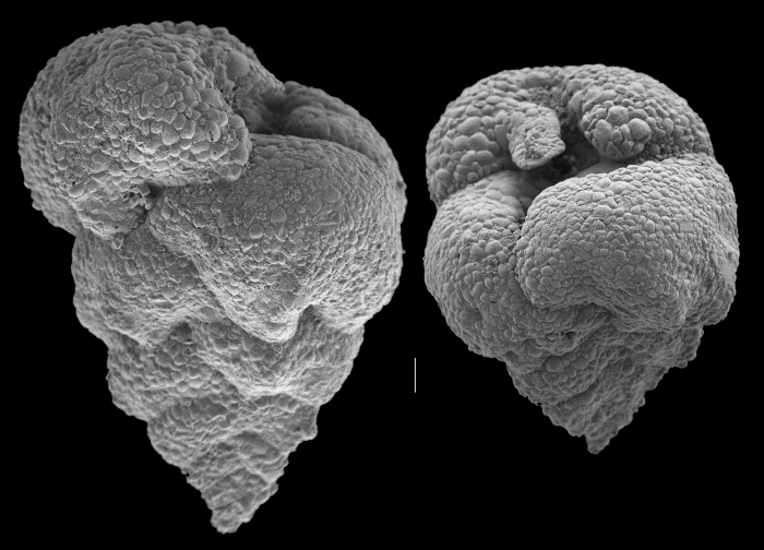 Valvulina oviedoiana